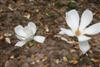 magnolia denudata-3